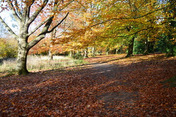 An English Autumn walk