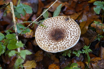 Macrolepiota procera, the parasol mushroom, is a basidiomycete fungus with a large, prominent fruiting body resembling a parasol. In the forest near Gundelshausen, Bavaria-Germany.