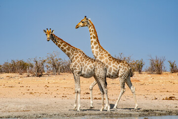 Obraz premium Zebras no Parque Nacional Etosha