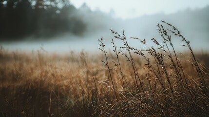 Dewy Grass in a Foggy Meadow at Dawn