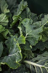 Bunch of green leaves of a plant. The leaves are on a stem