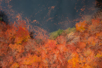 Autumnal landscape of the forest and twisted Radunia river in Kashubia. Poland