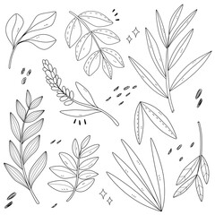 Doodle Floral and Branches Set. Decorative Leaves Line Art Illustration for Invitation and Postcard Design