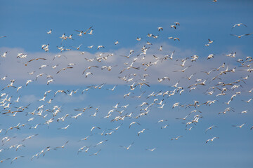 Flock of White Birds Soaring Together in the Clear Blue Sky