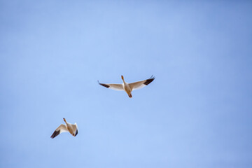 Fototapeta premium Two Migrating Birds Soaring Gracefully in the Clear Blue Sky