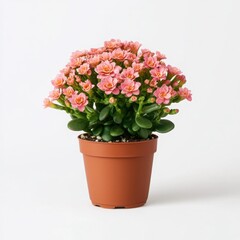 Colorful pink flowers in a brown pot on a white background.