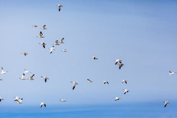 Flock of Birds Flying in Clear Blue Sky