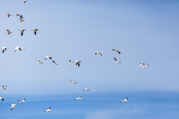 Fototapeta premium Flock of Birds Soaring in Clear Blue Sky Scenic View