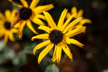 Rudbeckia Black-eyed Susans