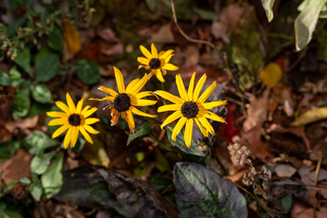 Rudbeckia Black-eyed Susans