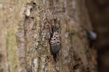 Lycorma delicatula Spotted Lanternfly