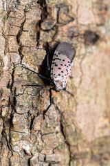 Lycorma delicatula Spotted Lanternfly