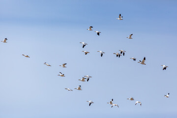 Fototapeta premium Flock of Birds Flying Gracefully in a Clear Blue Sky