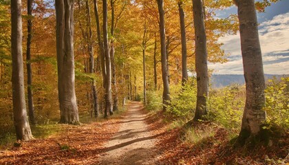 Fototapeta premium A peaceful autumn path in a forest, covered with fallen leaves, leading into the distance between tall trees.