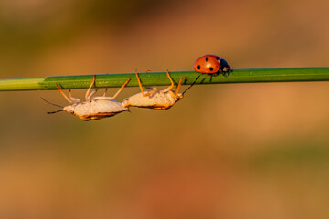 Two bugs are on a green leaf