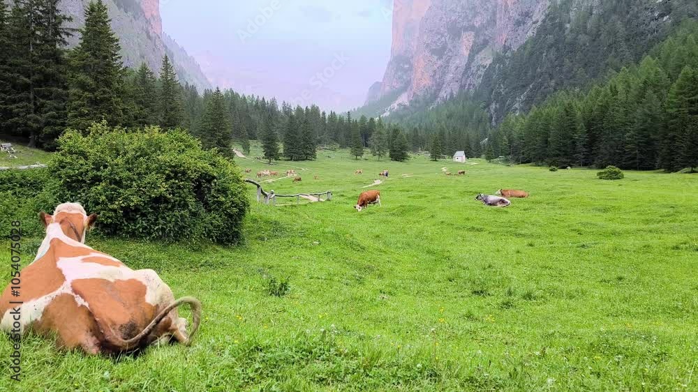 Poster cows lie in a calm, green meadow surrounded by forest and towering cliffs in a serene south tyrolean
