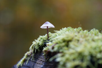 The common radish fungus (Mycena pura) is a very common, slightly poisonous mushroom from the family Mycenaceae. In the forest of Gundelshausen – Bavaria, Germany.