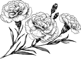 Botanical sketch. Carnation flowers. Line art illustration vector. Ideal for tattoo designs, botanical art, and decor, digital artwork and packaging 