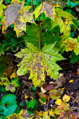 autumn foliage of trees