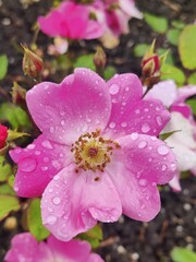 Planta rosa con gotas de agua redondas
