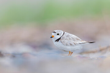 An adult piping plover (Charadrius melodus) on the beach.