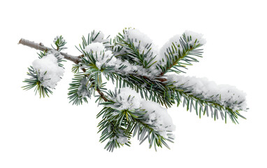 christmas wither snow pine branches isolated on whiet