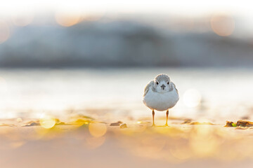 A piping plover (Charadrius melodus) young back lit in the morning sun on the beach.