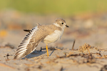 A piping plover (Charadrius melodus) young stretching in the morning on the beach.