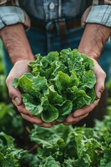 Person is holding a bunch of green lettuce in their hands. Concept of freshness and health, as the person is holding a vegetable that is often associated with a nutritious diet