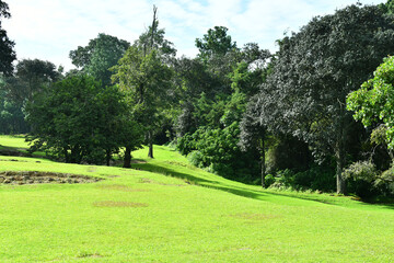 Campo de grama verde en el bosque.