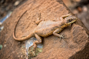 little lizard Basking in the Sun