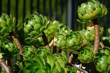 Green Aeonium Arboreum, tree aeonium, houseleek or Irish rose, is a succulent, subtropical subshrub...
