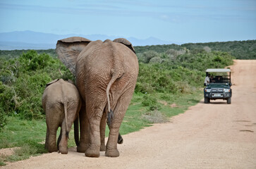 elephants in the wild during safari