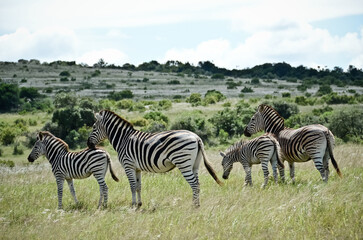 zebras in the savannah