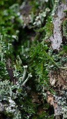 Moos Baumstamm Natur Wald Hintergrund Detail Nahaufnahme 