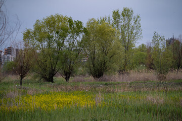 Vacaresti Natural Park, a delta formed in the center of Bucharest. Spring landscape with willows in...