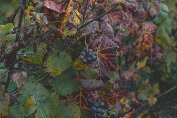 vigne sous un temps d'automne, couleur magnifique des feuilles, raisin noir présent, traité de...