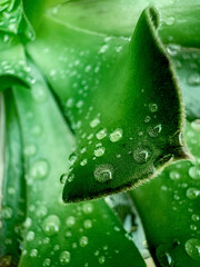 Succulent Plant.Water Drops.Macro Photography.Fresh Leaf.Natural Beauty.Dew Drop.Green Succulent.Botanical Detail.Plant Texture.Garden Scene