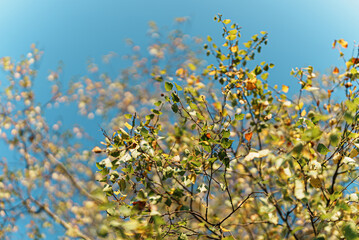 Birkenzweige im Oktoberhimmel