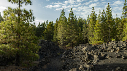 Path between Canary Island pines and volcanic landscape in Tenerife