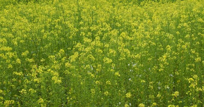 Field of White mustard, (Sinapis alba), source of the condiment known as mustard also grown as a green manure and fodder crop
