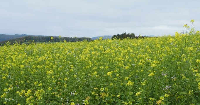 Field of white mustard (Sinapis alba) with streched and obovate yellow inflorescence, sometime white on tall erect ramified stems swaying slightly in a light breeze
