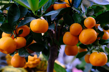 Ripe orange fruit on orange tree between lush foliage. View from below.