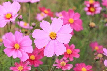 Obraz premium Cosmos flowers facing the sunrise in a flower field. A beautiful field of Cosmos bipinnatus (Coryopsis) flowers on a beautiful clear and sunny day