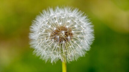 Naklejka premium Flowers