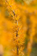 Fototapeta premium Yellowed larch on a bright autumn day
