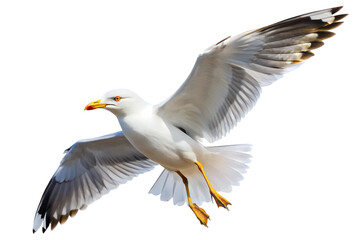 Flying seagull TRANSPARENT PNG
