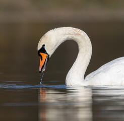 Fototapeta premium Adult Mute Swan female close-up portrait with drops of water