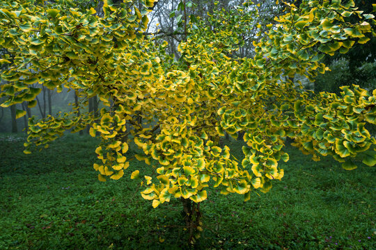 Ginkgo biloba, tree, symbol of peace