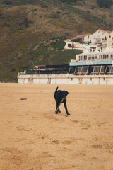 Black Labrador Dog Running on Beach with Stick